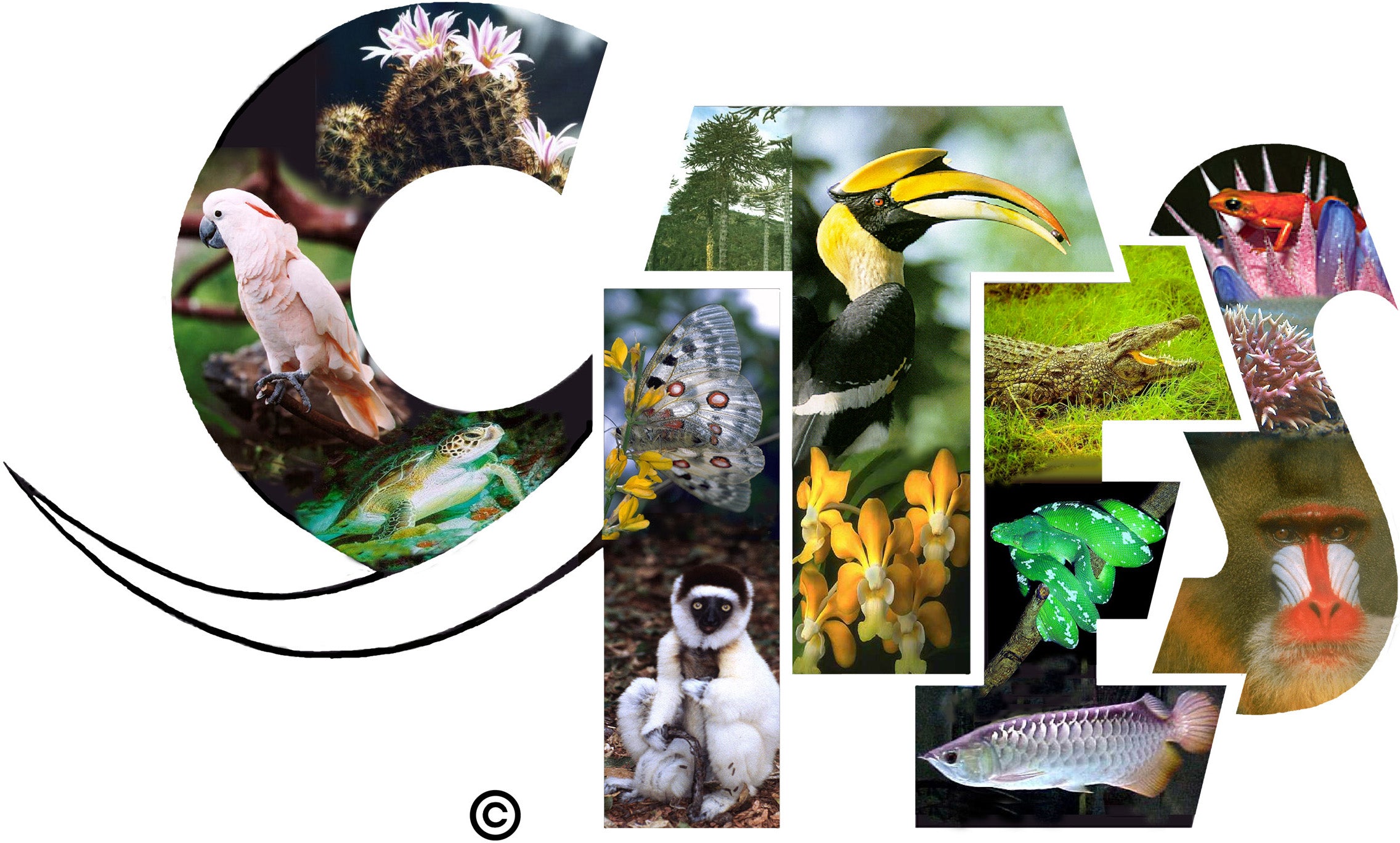 CITES explained